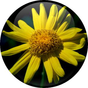 Arnica Montana Flower