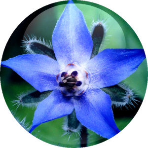 Borage Oil