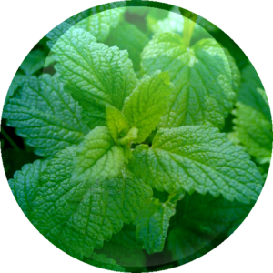 Lemon Balm Oil