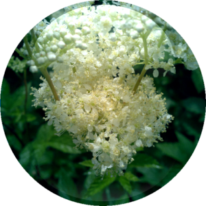 Meadowsweet